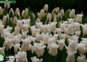 Tulipa White Liberstar ® (3)